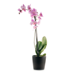 Orchid Plant